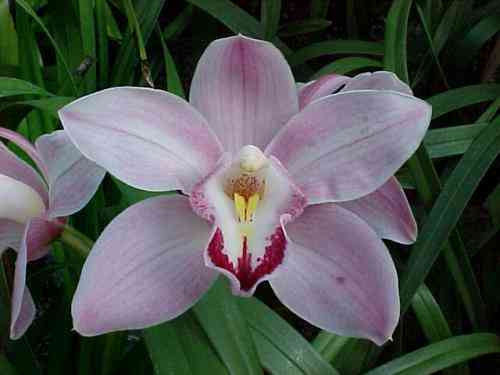 Cymbidium York